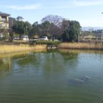 琵琶湖畔のデイキャンプ・休憩にオススメの無料スポット「湖岸緑地　長浜-1」