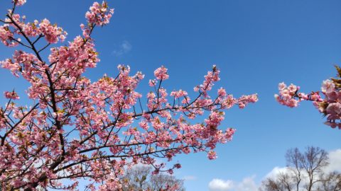 道の駅　近江母の郷の桜