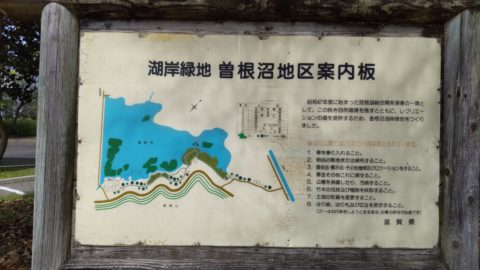 琵琶湖「湖岸緑地　曽根沼」