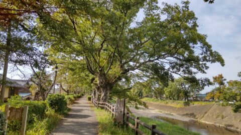 彦根八景「緑かおる芹川けやき道」