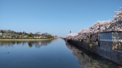 彦根城 外堀の桜