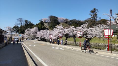 彦根城 内堀の桜