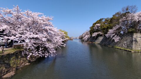 彦根城　京橋口の桜