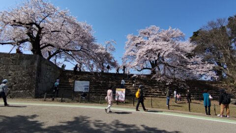 彦根城　桜