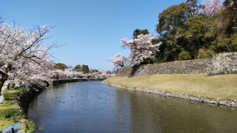 彦根城　内堀の桜