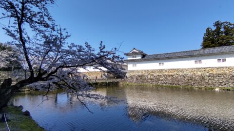 彦根城　佐和口の桜