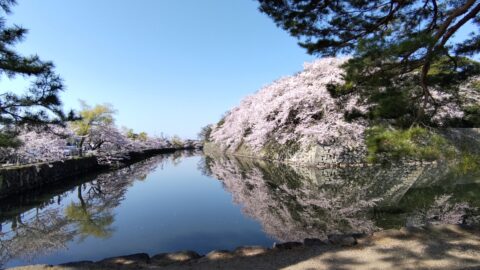 彦根城　外堀の桜