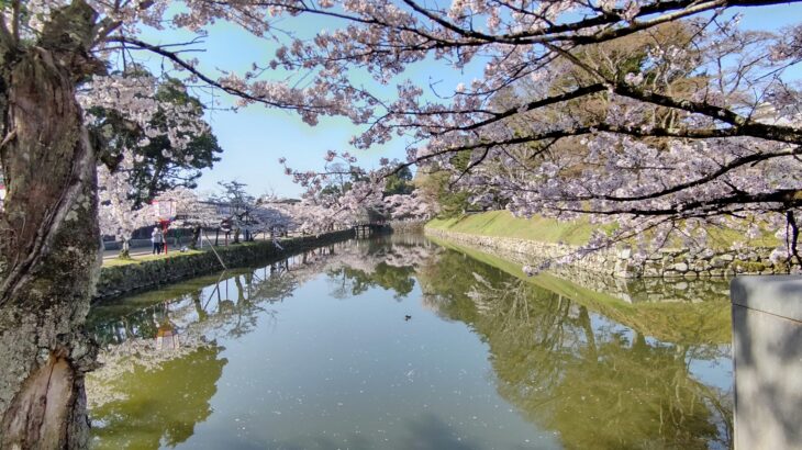 彦根城　内堀の桜